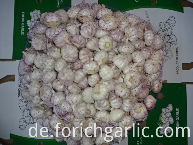 Fresh Of Normal White Garlic